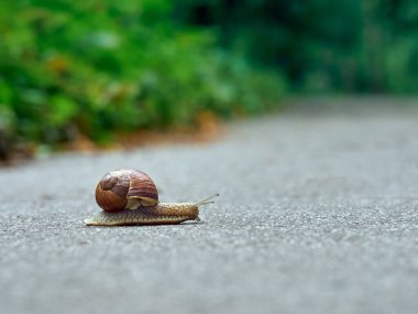 Parktaki asfaltta yavaş üzüm salyangozu sürünüyor.
