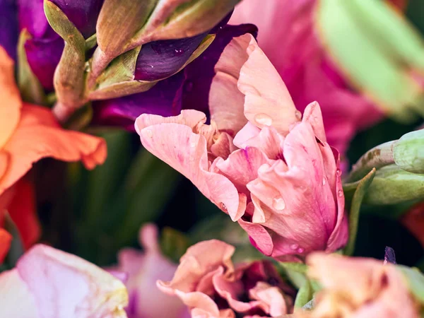 Bunte Gladiolenblüten — Stockfoto