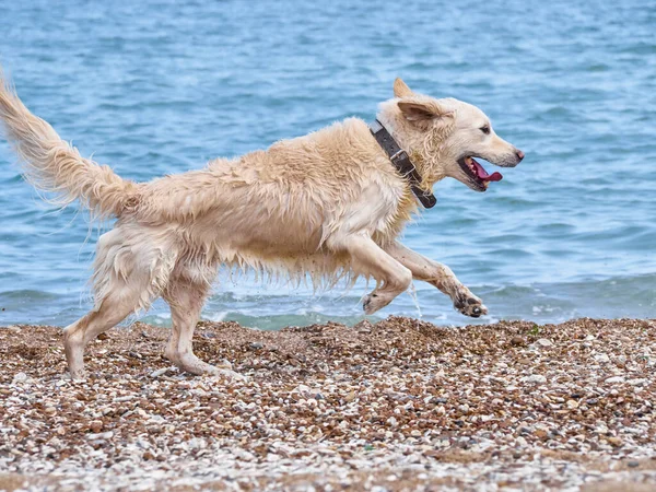 White Golden Labrador Retriever Dog Beach — Stock Photo, Image