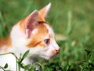 Kedi yavrusu çimenlerde oynuyor..