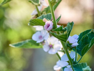 Vahşi çiçek bahçedeki Althaea ofisleri.