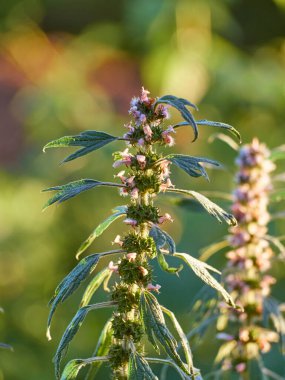 Çiçek açan ana kurt dalları..