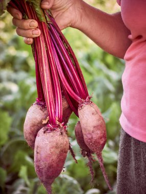 Bir kadın çiftçinin elinde bir pancar.