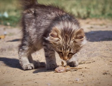 Küçük kedi bir balık yiyor..