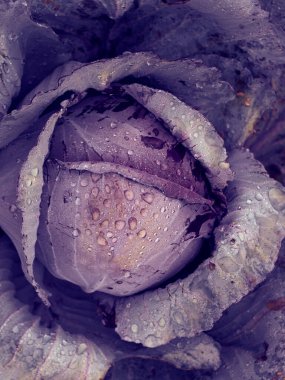 Bahçede lahana yetişiyor..