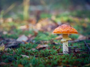 Sonbahar ormanlarında agarik uç.