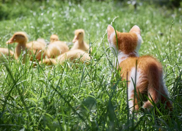 小猫在草地上玩耍 — 图库照片