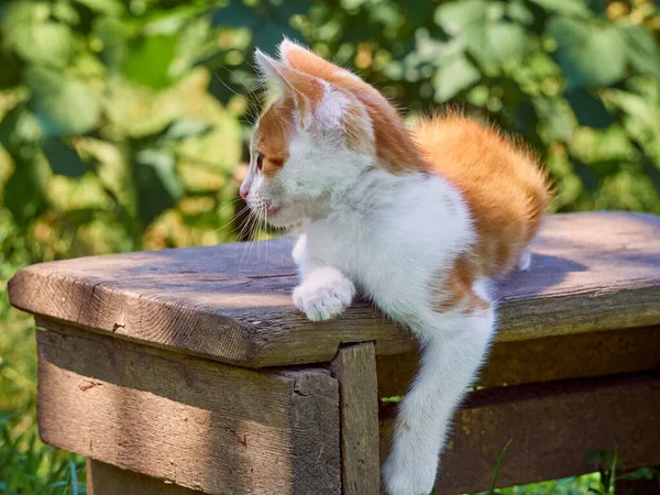 Kätzchen Spielt Garten — Stockfoto