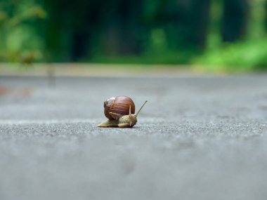 Parktaki asfaltta yavaş üzüm salyangozu sürünüyor.