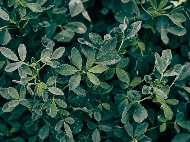 Koyu yeşil yaprakların arka planı.