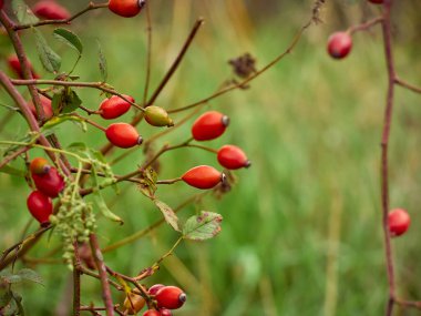 Çalı üzerinde gül kalça yakın plan.