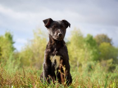 Çimlerde siyah köpek yavrusu .