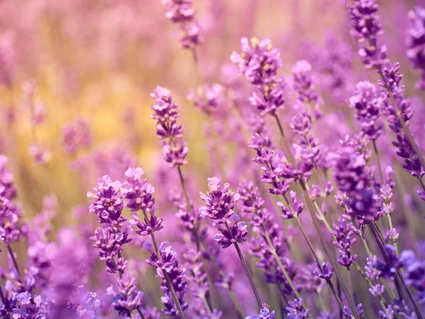 Foco Suave Flores Lavanda — Fotografia de Stock