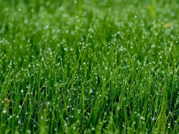 Gotas Rocío Hierba Desenfoque — Foto de Stock