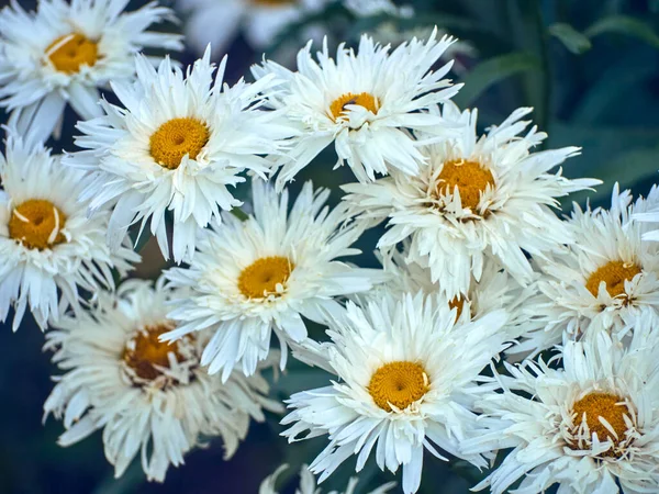 Flores Camomila Prado — Fotografia de Stock