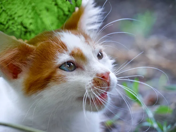 Gatinho Brincando Jardim — Fotografia de Stock