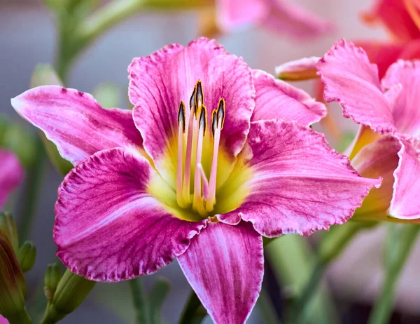 Daglilja Blomma Sommarträdgården — Stockfoto