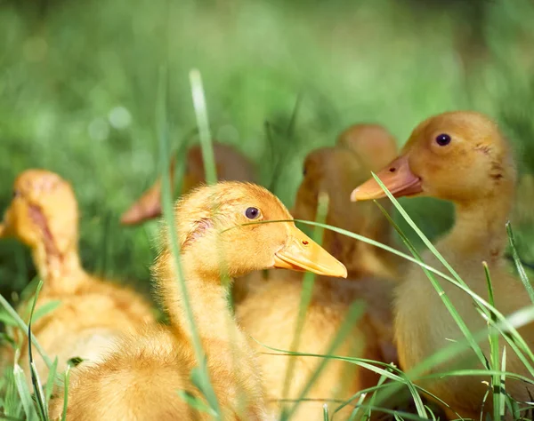 Lindos Patitos Jóvenes Sobre Fondo Natural —  Fotos de Stock