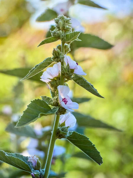 Divoký Květ Althaea Officinalis Zahradě — Stock fotografie