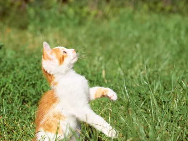 Kitten Playing Grass — Stock Photo, Image