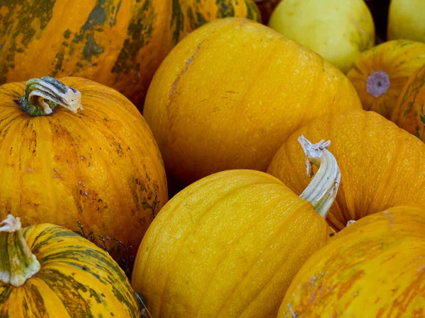 Abóboras Outono Laranja Fazenda — Fotografia de Stock