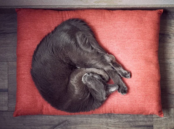 Домашний Серый Кот Подушке — стоковое фото