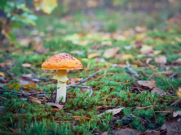 Fly Agaric Podzimním Lese — Stock fotografie