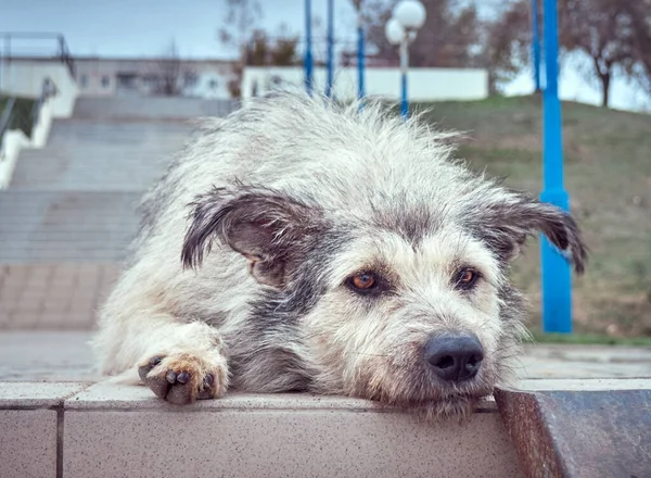 Alone homeless shaggy dog with a piercing eyes.