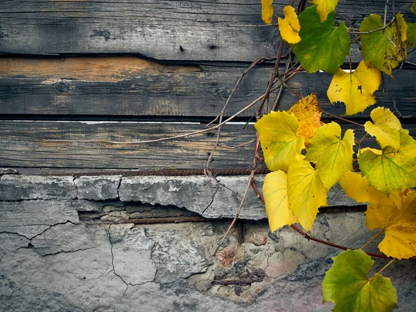Ветвь Винограда Осенью Желтые Листья Деревянном Фоне — стоковое фото