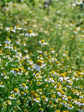 Bahçedeki papatya çiçekleri.