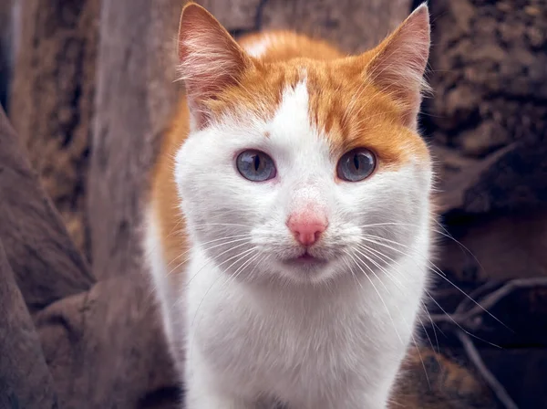 Ginger Cat Olhando Para Câmera — Fotografia de Stock