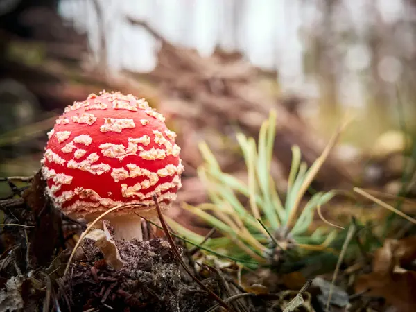 Fly Agaric Στο Φθινόπωρο Δάσος — Φωτογραφία Αρχείου