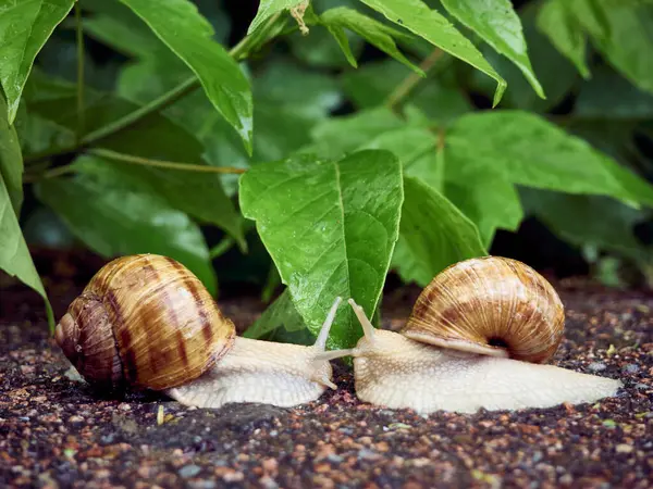 Datum Van Twee Slakken Een Achtergrond Van Bladeren — Stockfoto