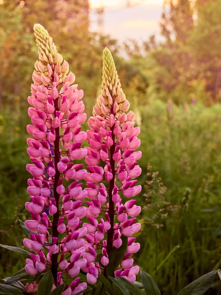 Pembe Lupin Çiçekleri Tarlada Açar — Stok fotoğraf