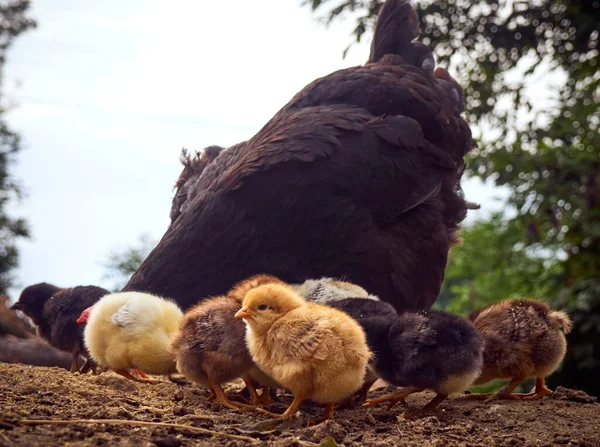 Chicken Chickens Farmyard — Stock Photo, Image