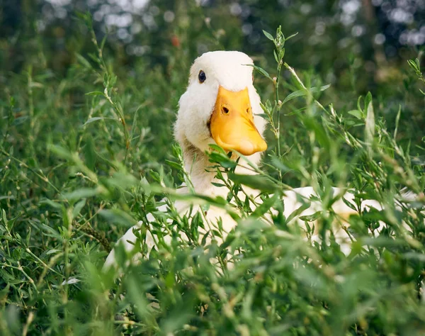 Pato Doméstico Granja —  Fotos de Stock