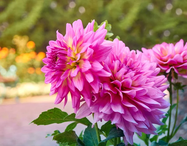 Dahlia Flowers Garden — Stock Photo, Image