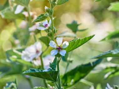 Vahşi çiçek bahçedeki Althaea ofisleri.