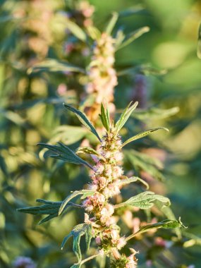 Çiçek açan ana kurt dalları..