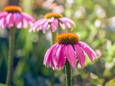 Bahçede pembe Echinacea çiçekleri.