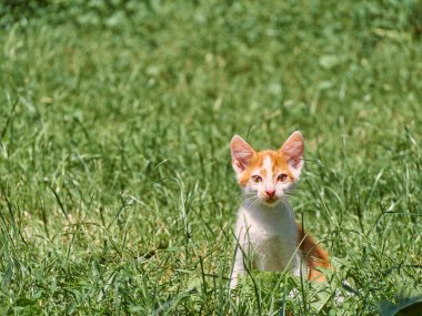 Kedi yavrusu çimenlerde oynuyor..