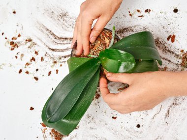 Evde orkide nakli yapan kadın.