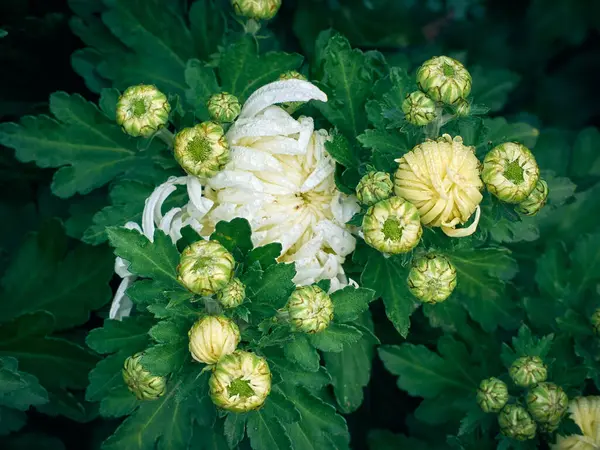 Цветы Хризантемы Цветут Саду — стоковое фото
