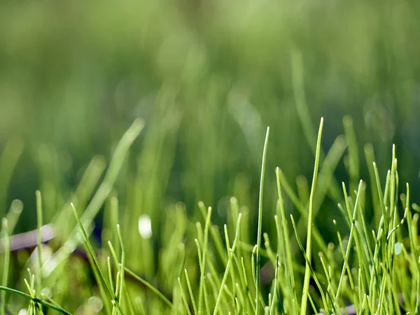 Green Fresh Grass Spring Background — Stock Photo, Image