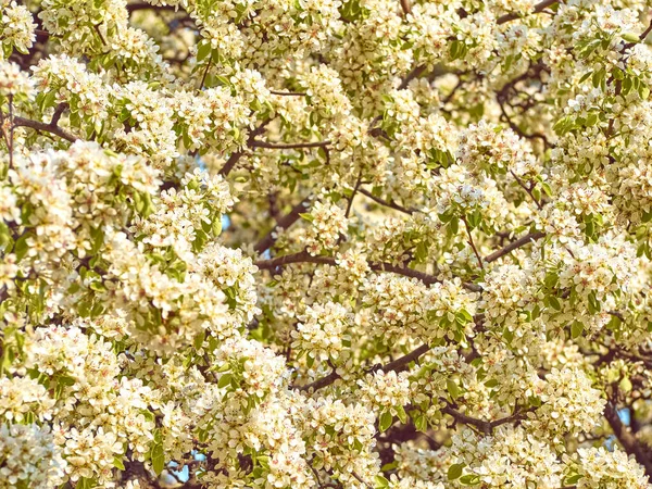 Poire Fleurs Dans Jardin — Photo