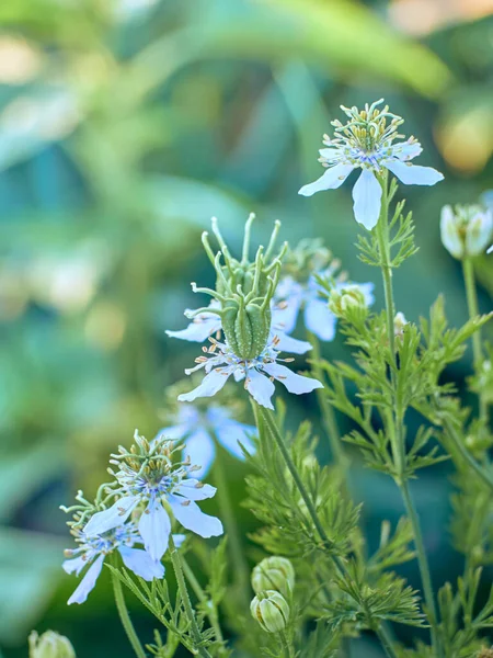 Çiçekli Nigella sativa bahçede.