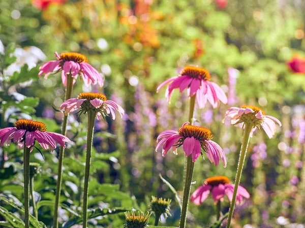 庭のピンクのエキナセアの花 — ストック写真