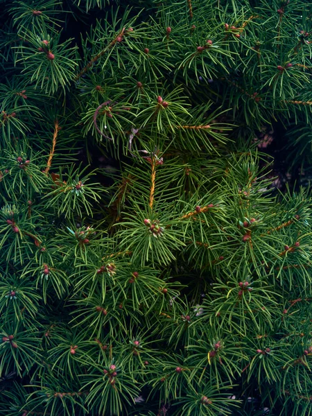 Sfondo Rami Albero Natale — Foto Stock