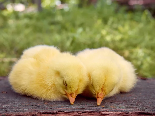 Little Yellow Cute Baby Chicks — Stock Photo, Image