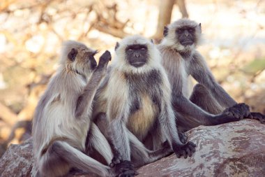 Kutsal langur ya da gri langur (Semnopithecus ajax) maymunlar birbirlerini tımar ederler. Hindistan, Rajasthan, Pushkar